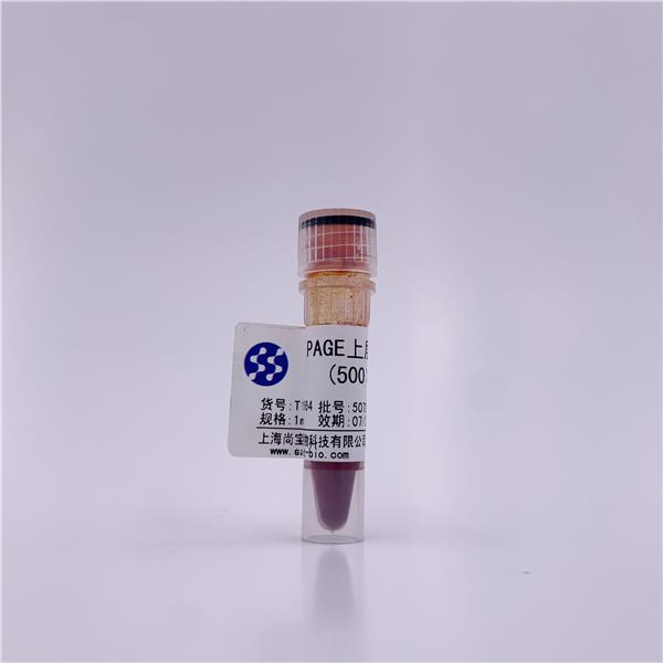 PAGE上层胶红色染料(500×, 无迁移)